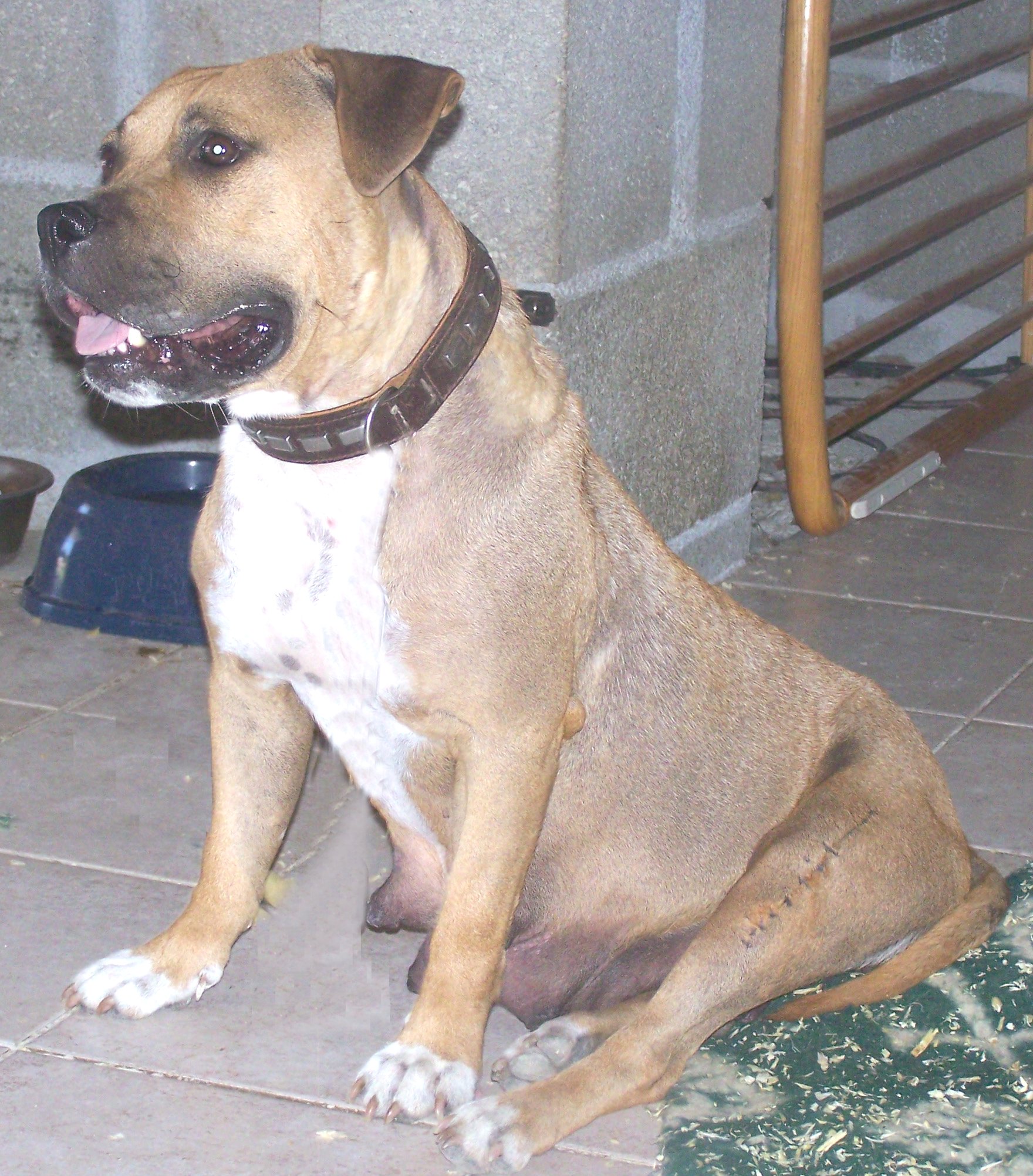 b&eacute;b&eacute; amstaff maman